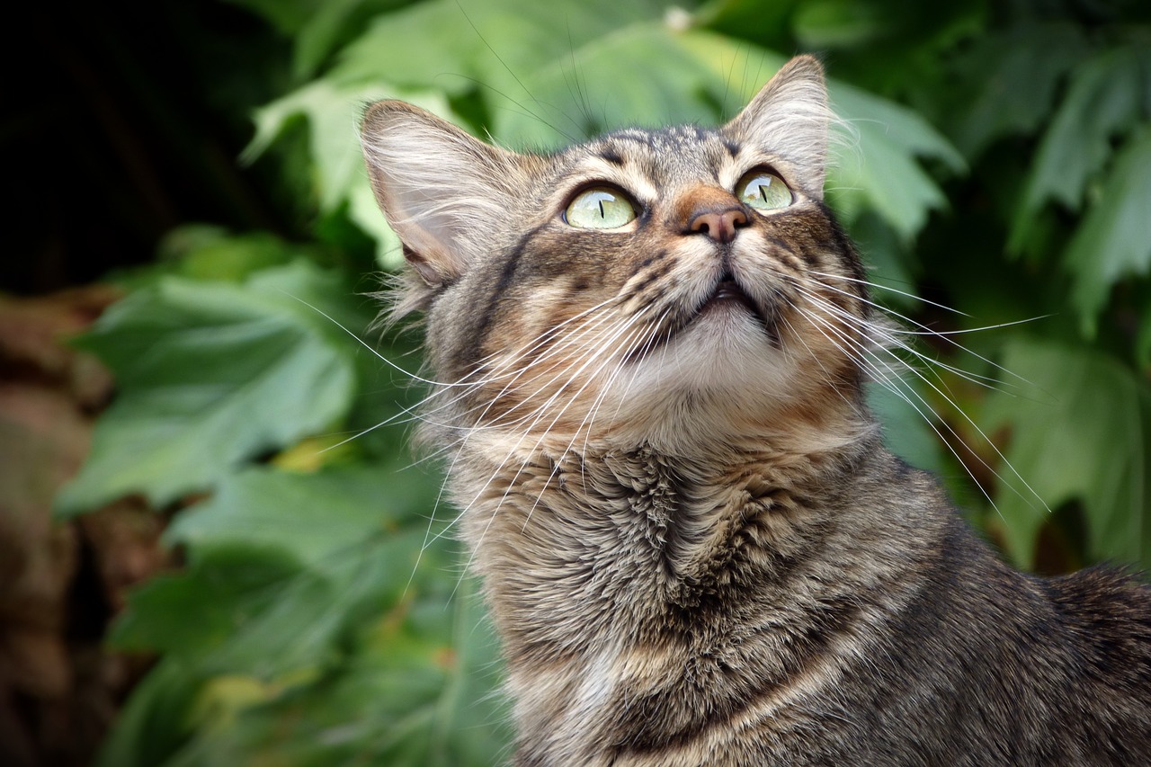 Image - cat look eyes pet feline