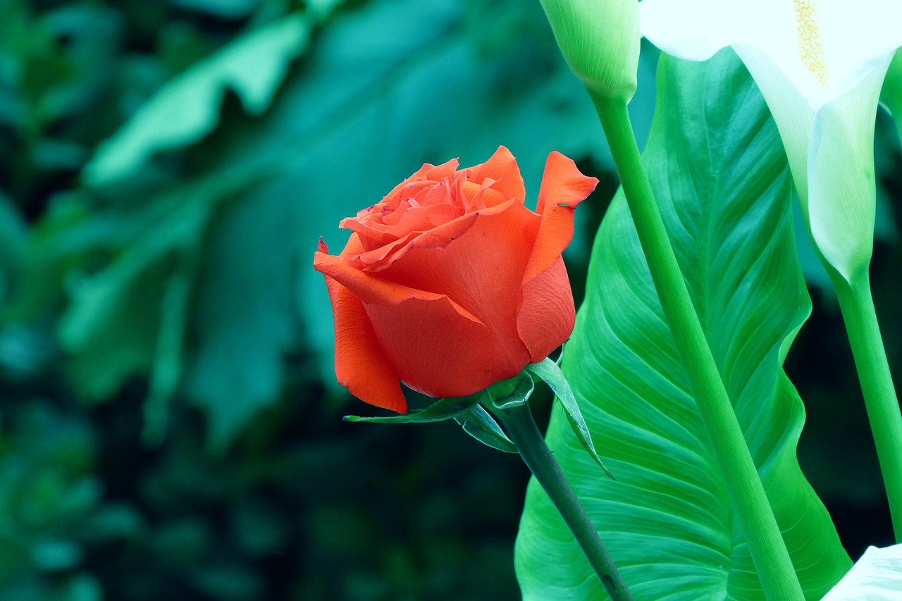 Image - rosa flower red flower red rose