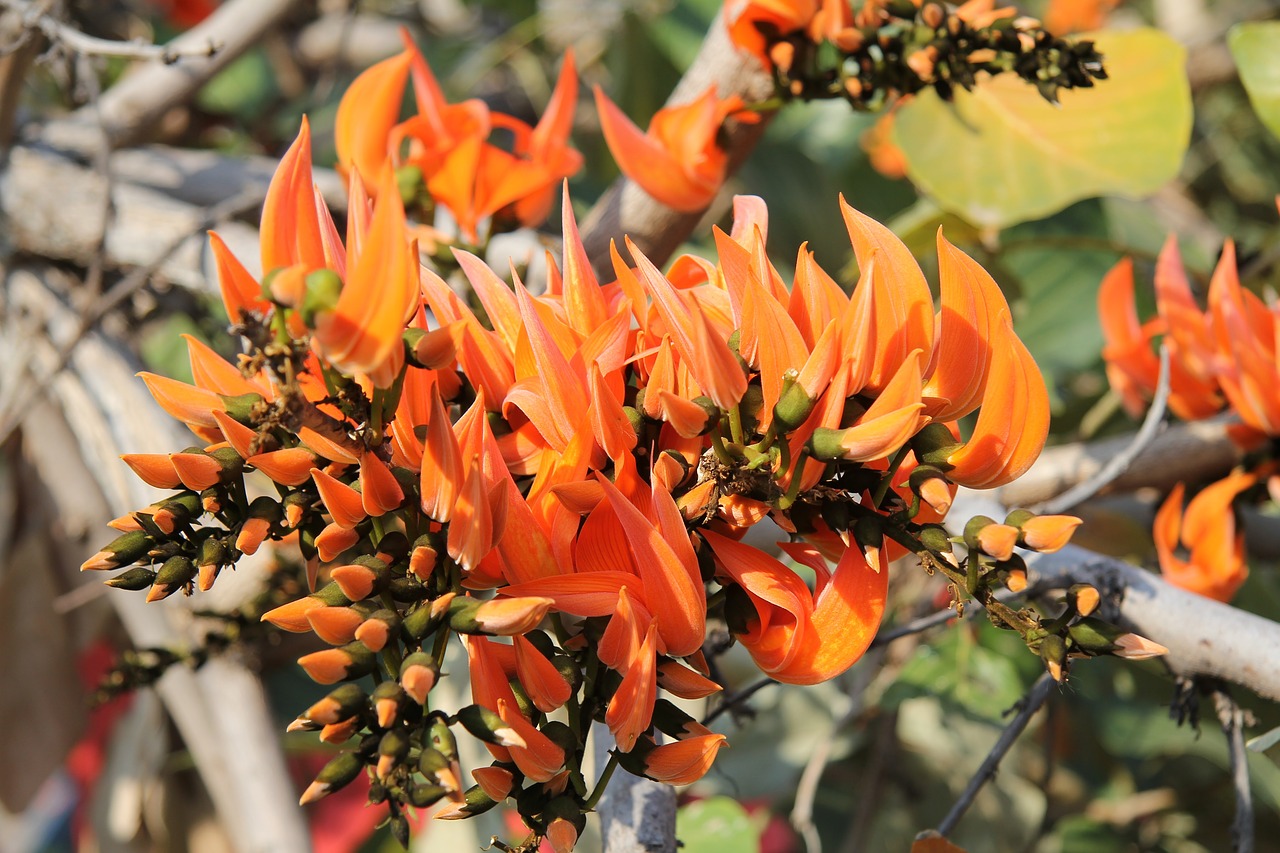 Image - coral tree erythrina caffra flowers