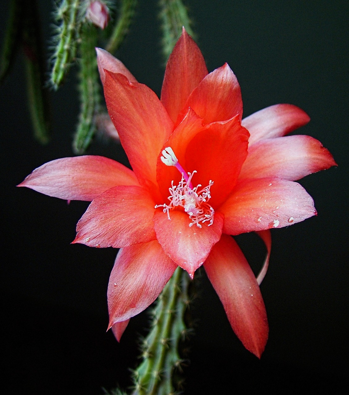 Image - flower cacti pink cactus nature