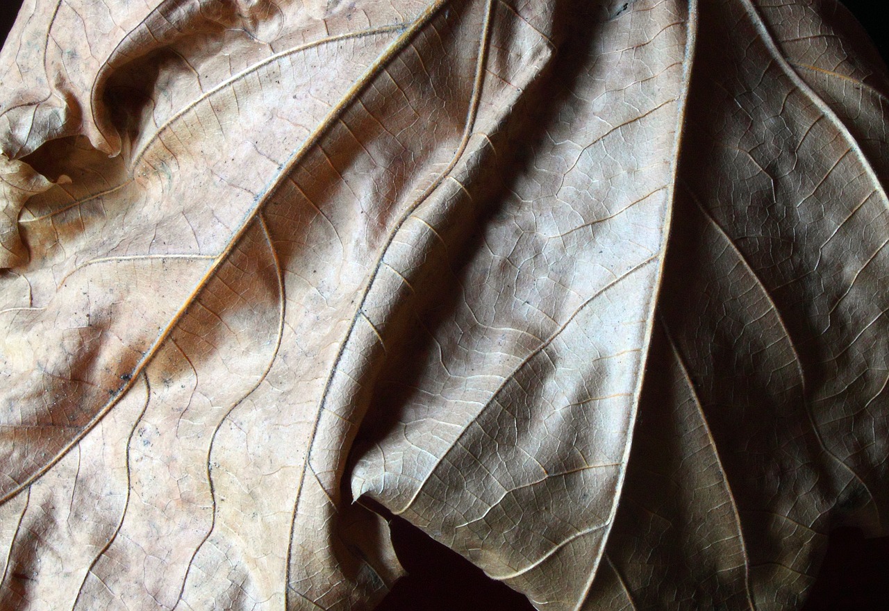 Image - leaf dry nature autumn shadow