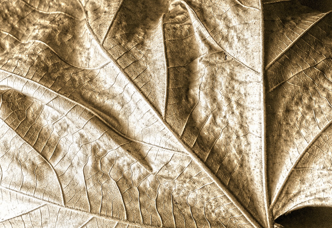 Image - leaf dry nature autumn shadow