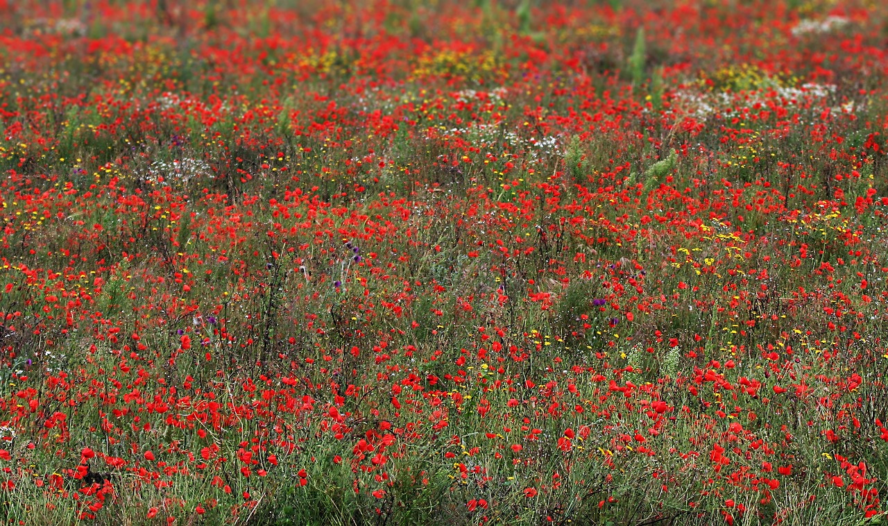 Image - poppies wildflowers red field