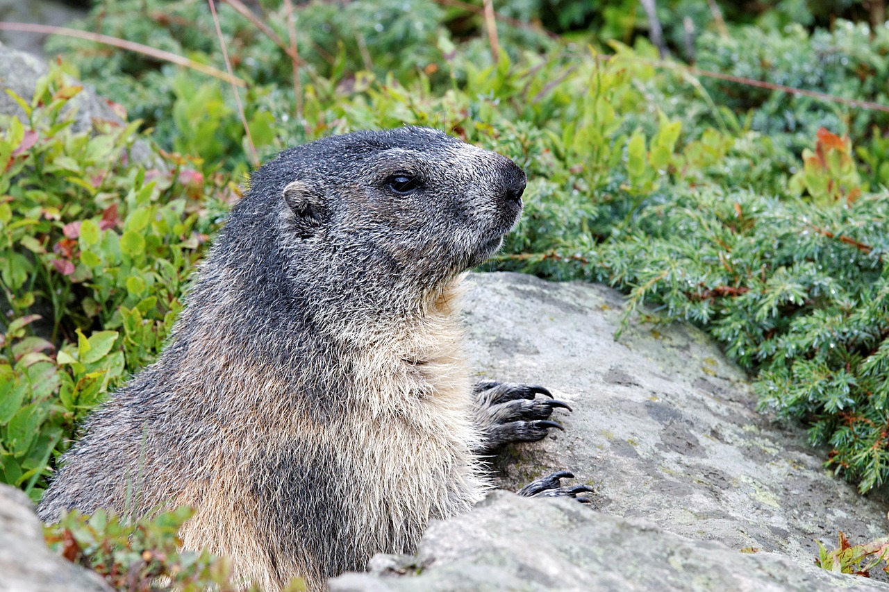 Image - marmots aletsch glacier valais