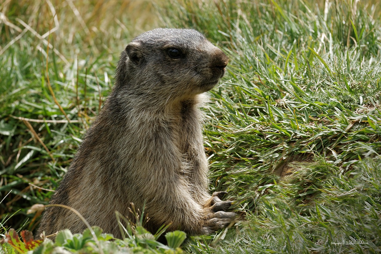 Image - marmots aletsch glacier valais