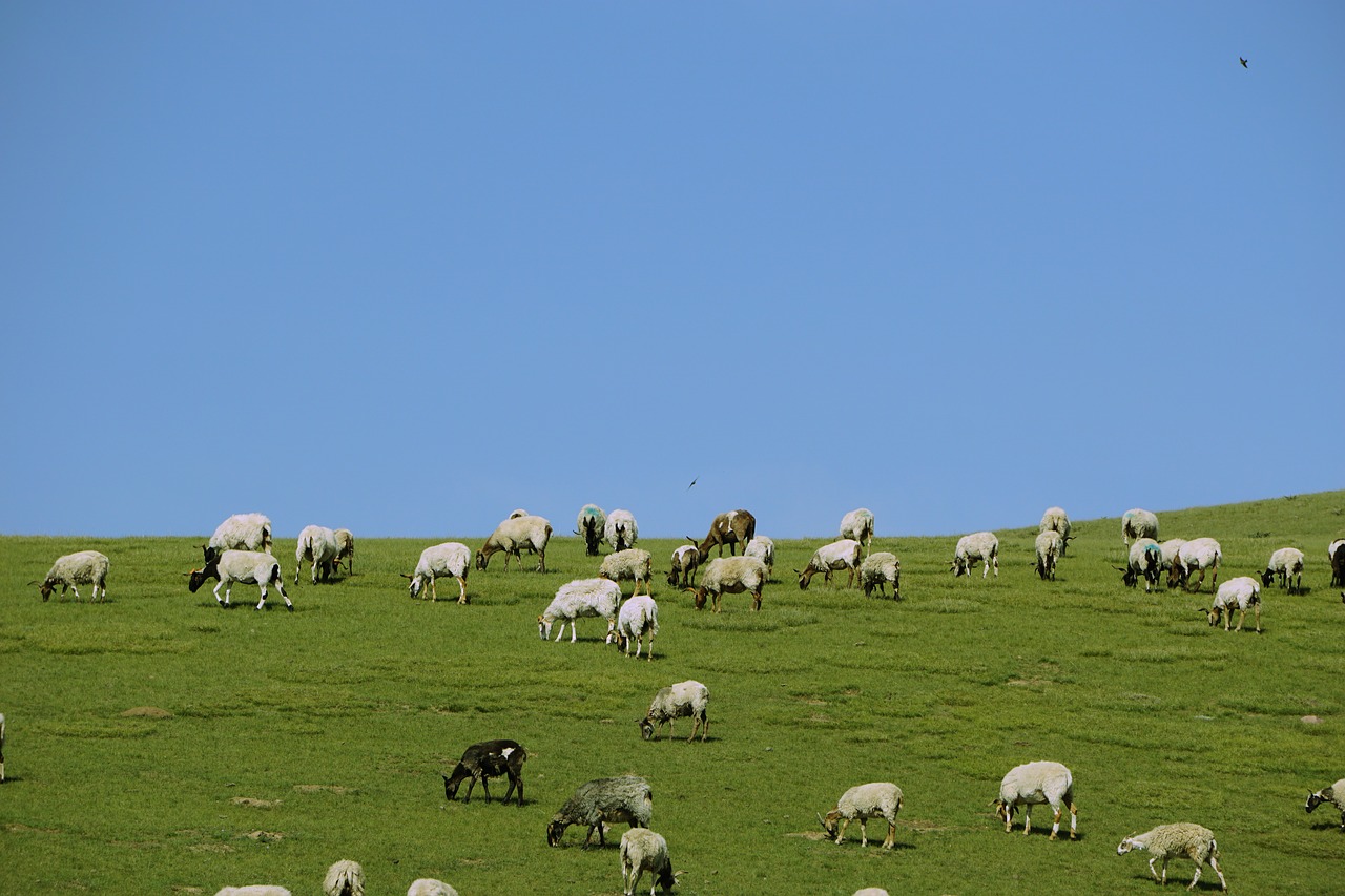 Image - prairie the flock summer shipping