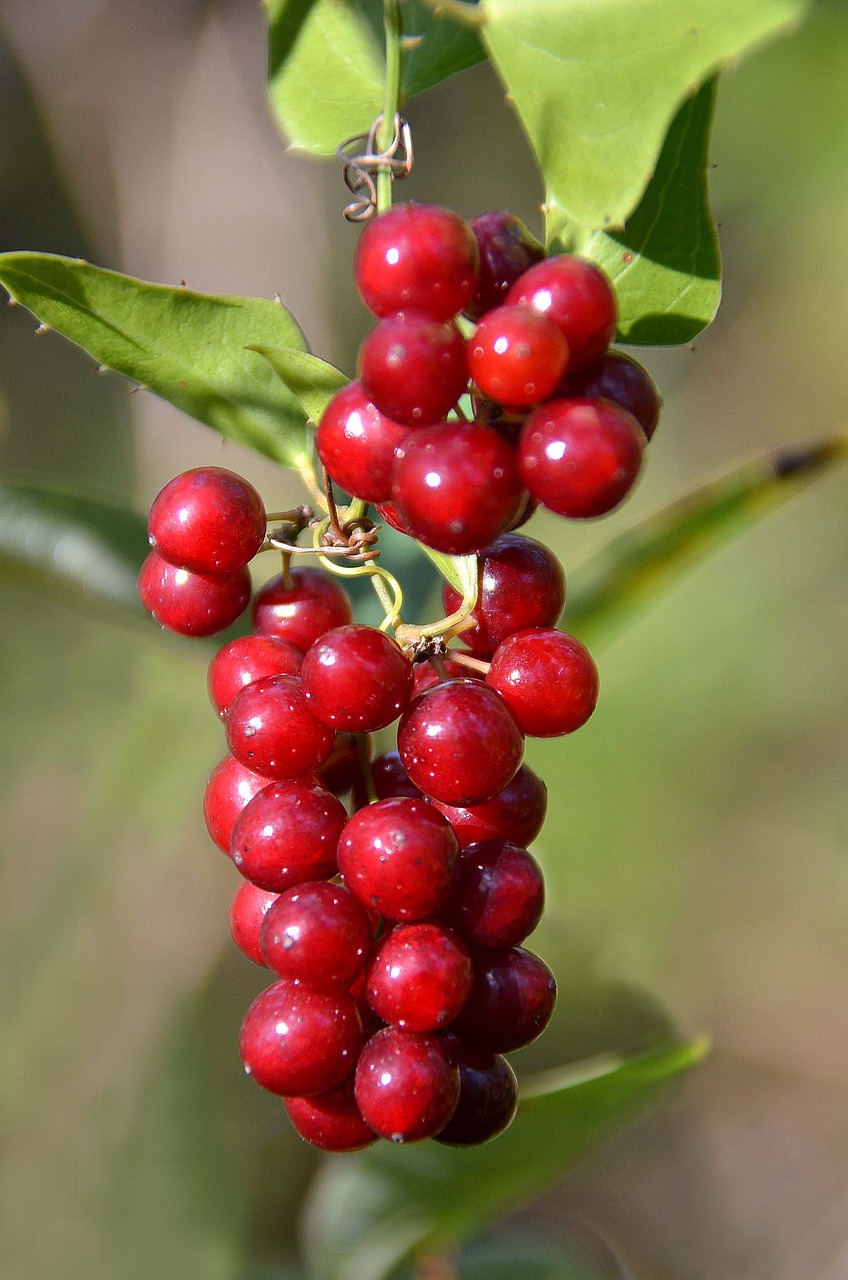 Image - cluster red berries fall plant