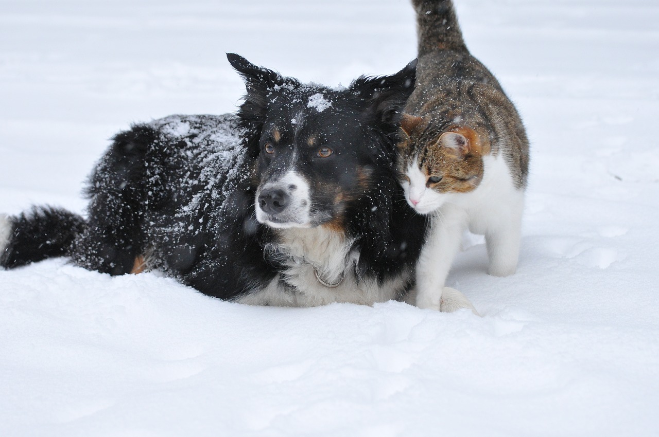 Image - dog cat snow cute pet sweet