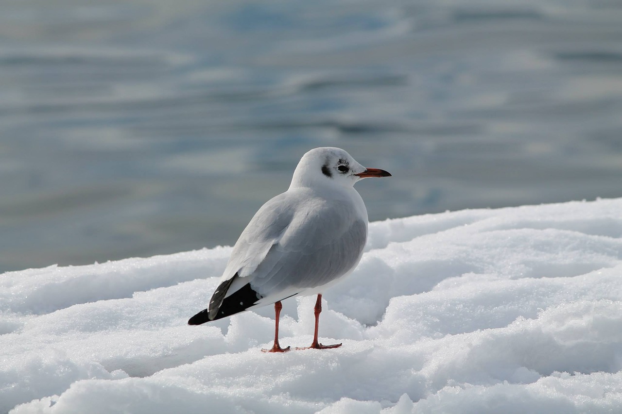 Image - bird snow lamp switzerland