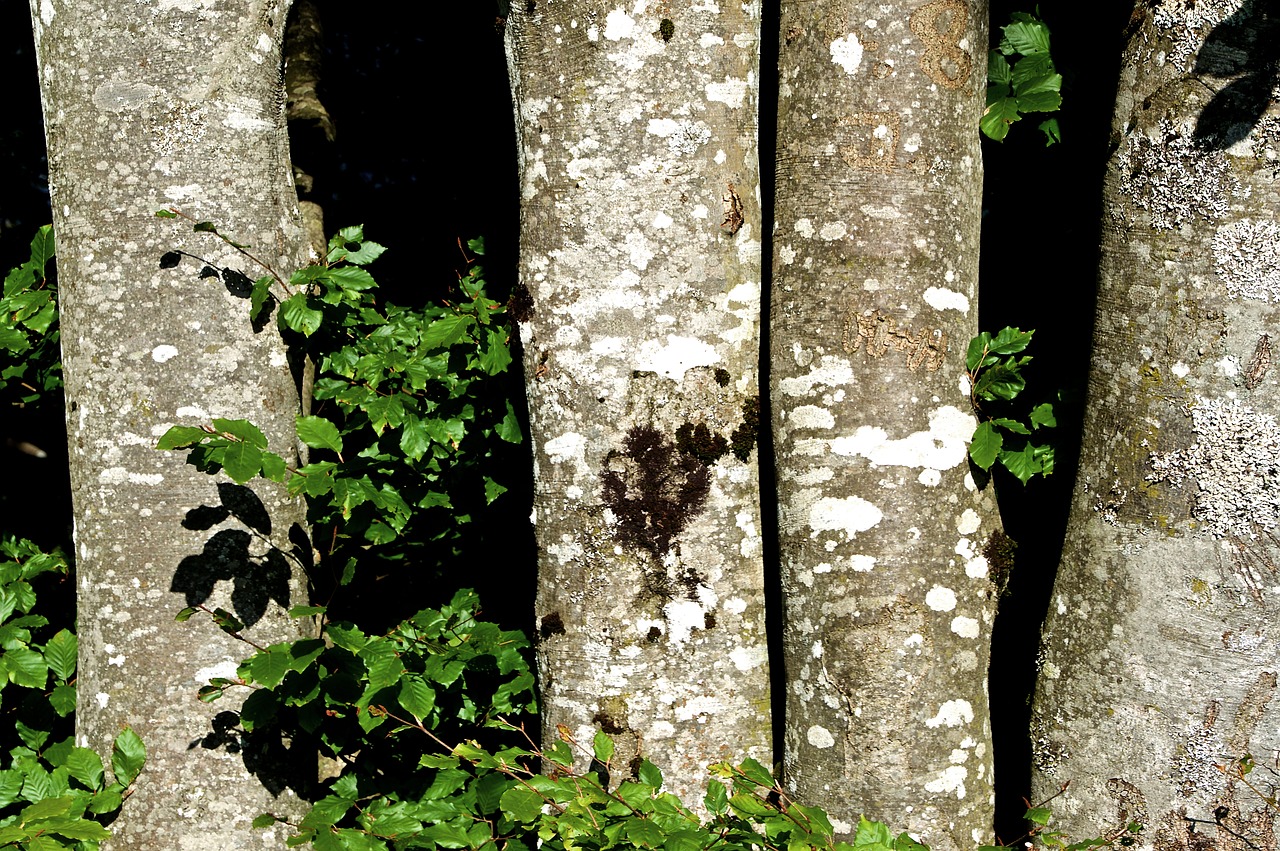 Image - four trees tree trunks bark