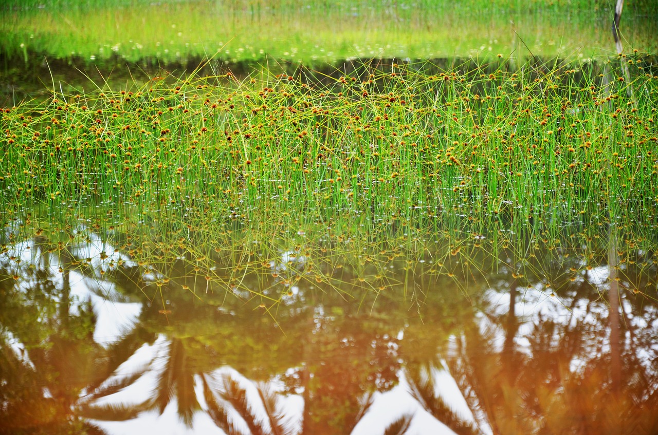 Image - swamp plant green nature water