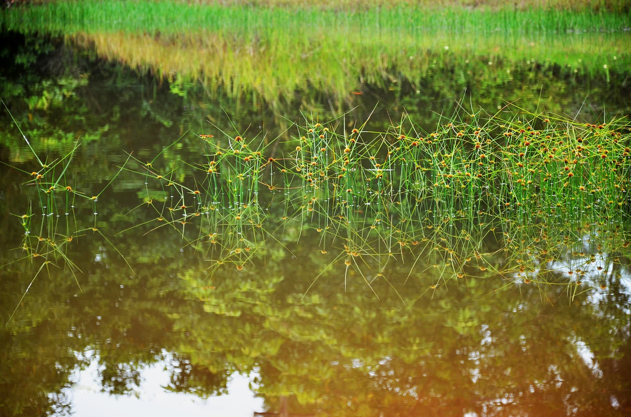 Image - swamp plant green nature water