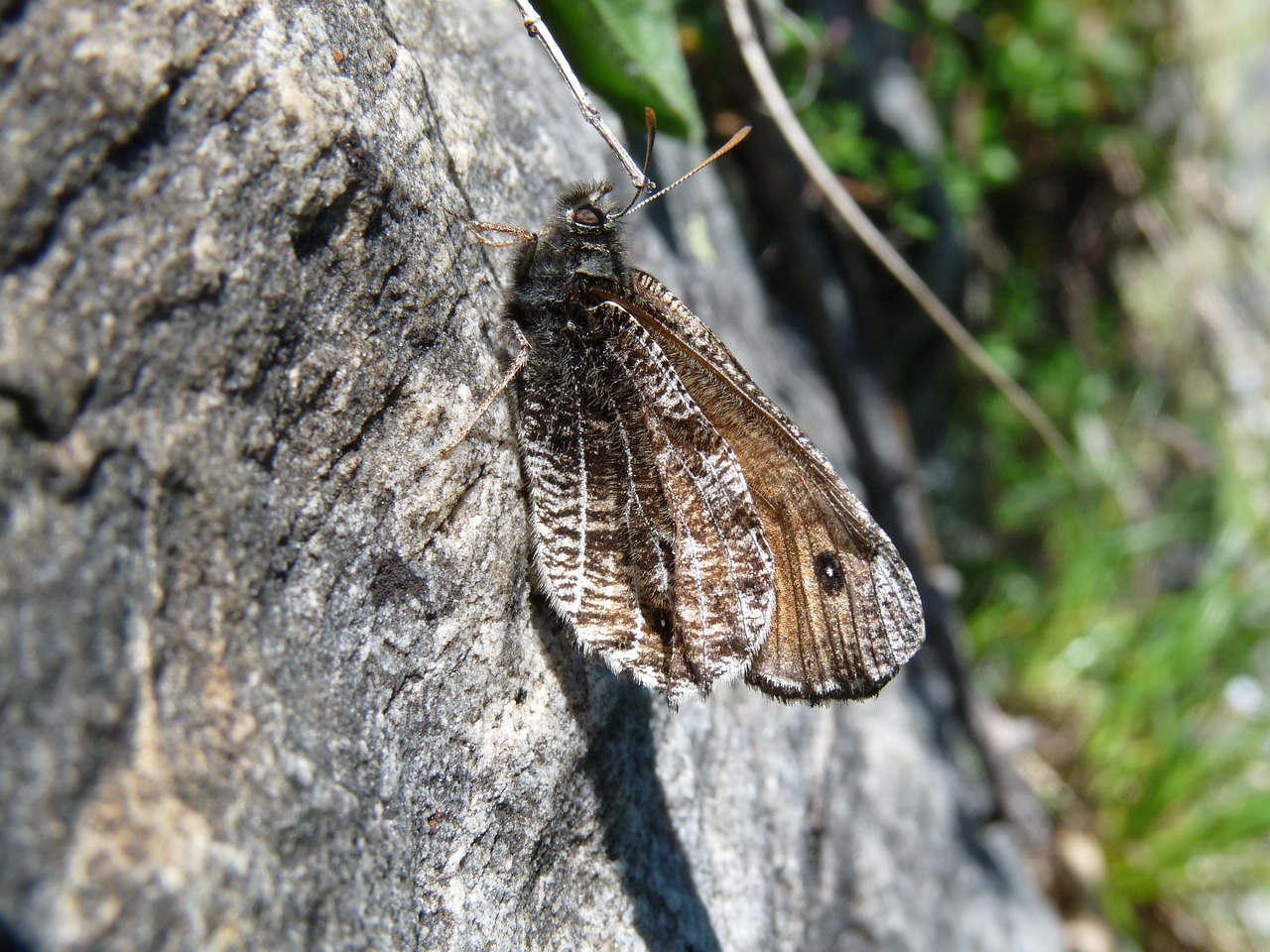 Image - alpine grayling butterfly mimicry