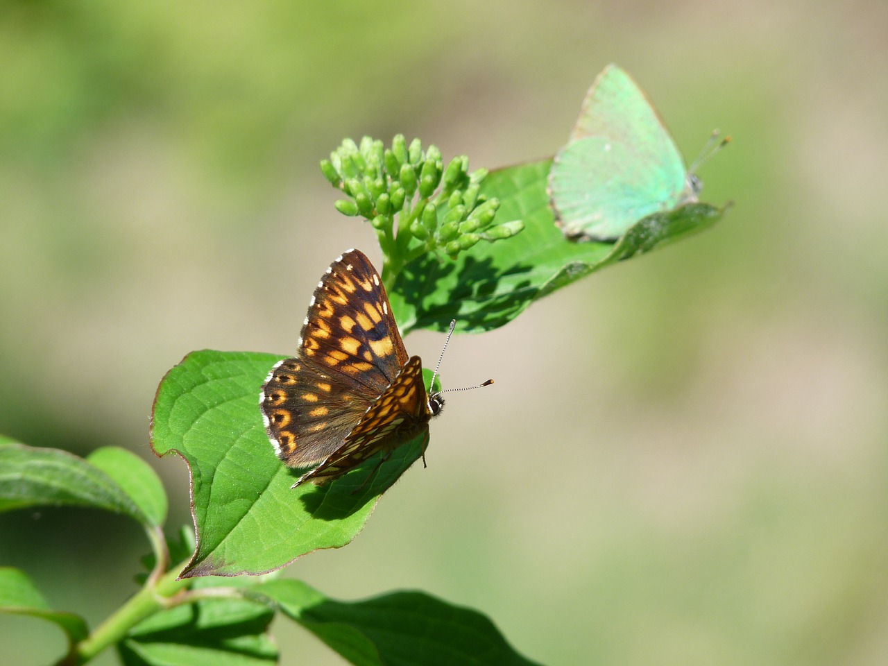 Image - duke of burgundy butterfly