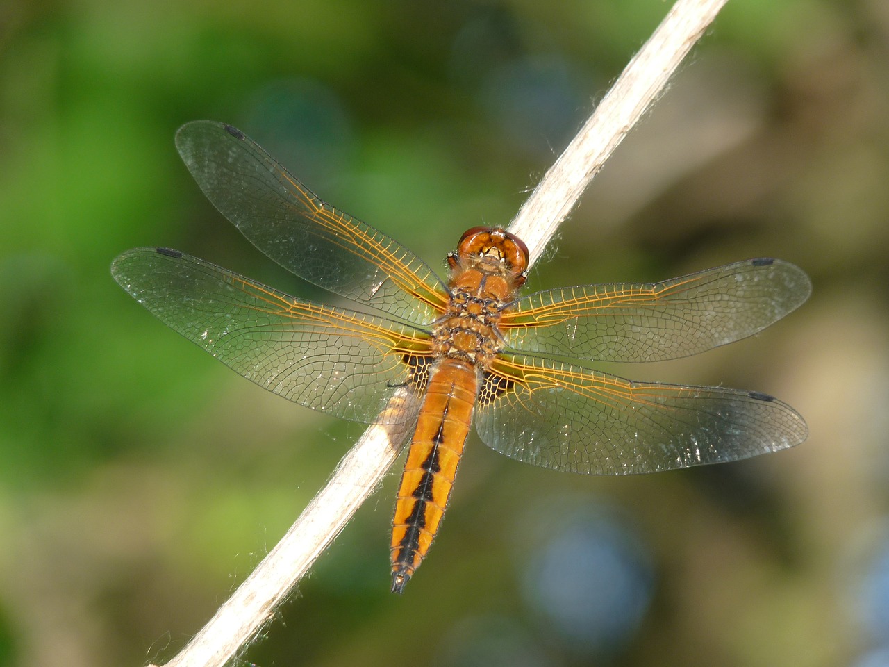 Image - dragonfly blue chaser insect