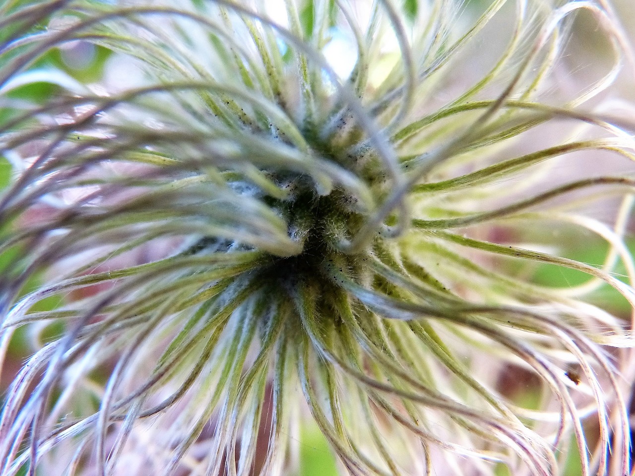 Image - alpine clematis clematis to bloom