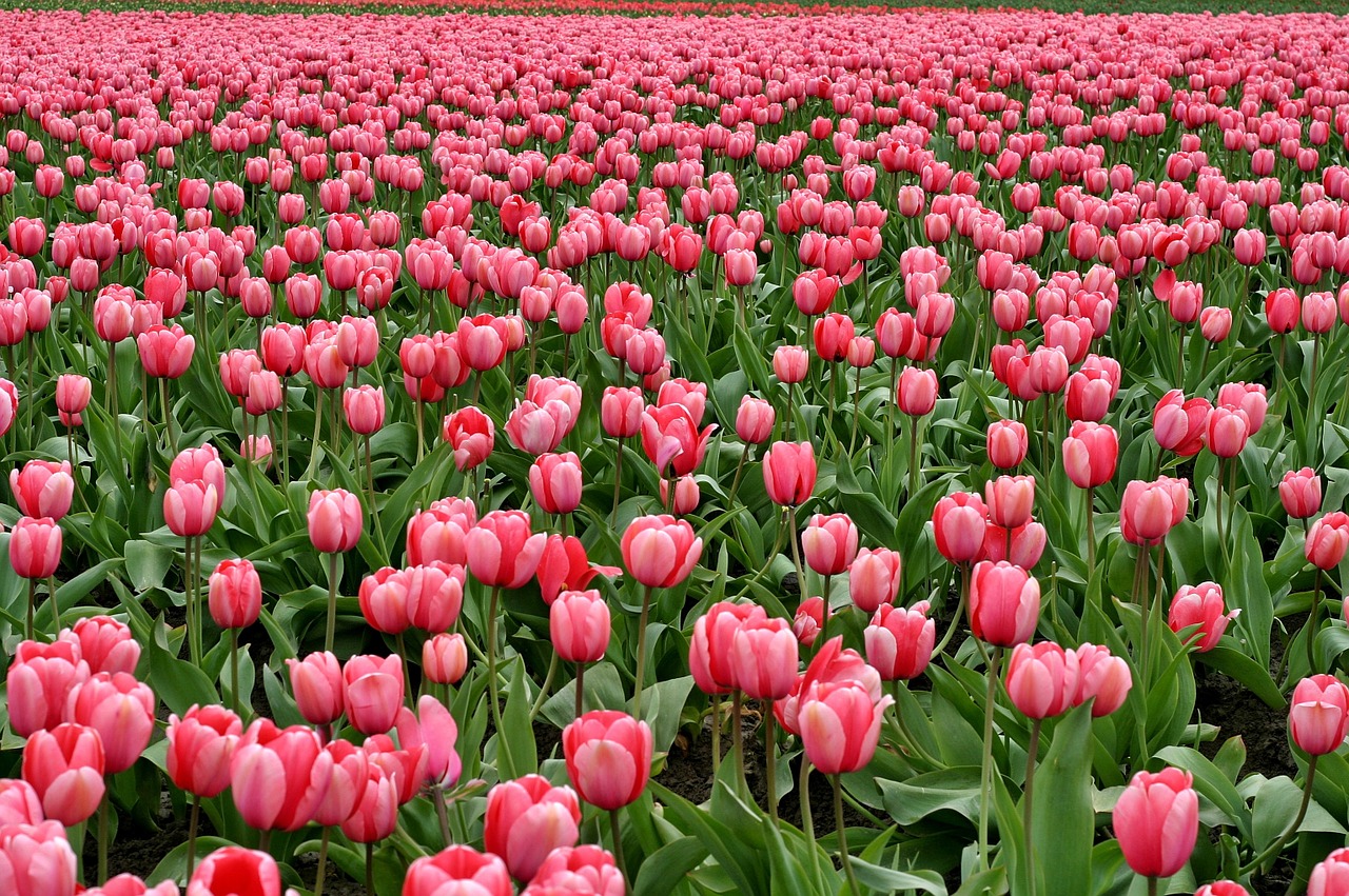 Image - tulips flowers fish eye red purple