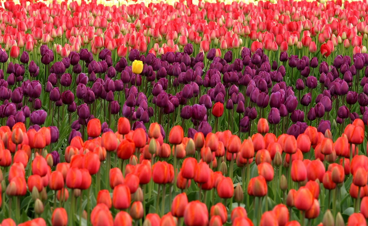 Image - tulips flowers red purple yellow