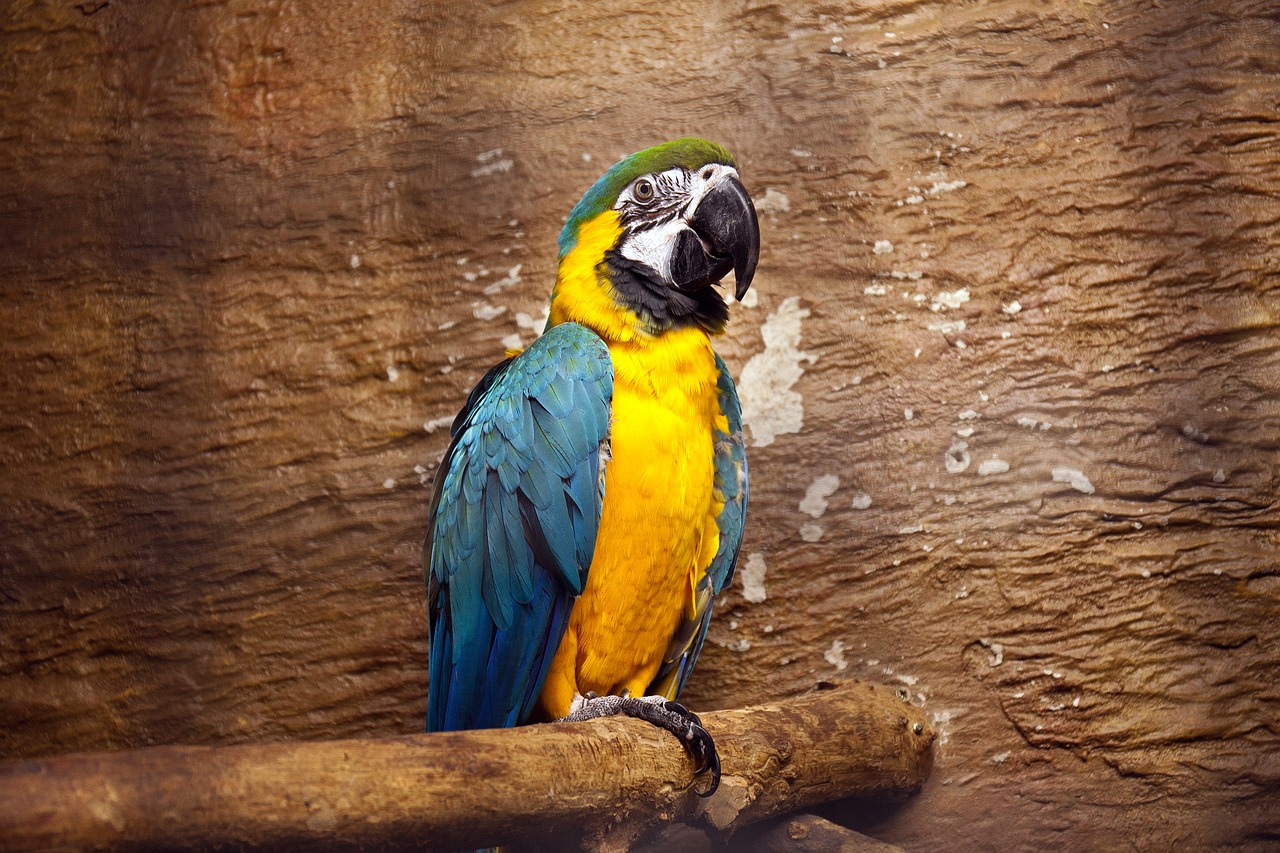 Image - parrot macaw bright tropical bird