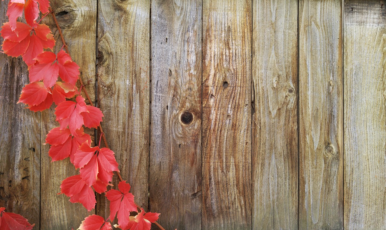 Image - vines autumn greeting card fall