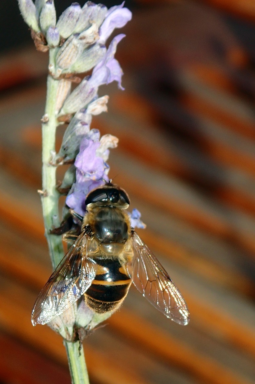 Image - bee lavender wings flower nature
