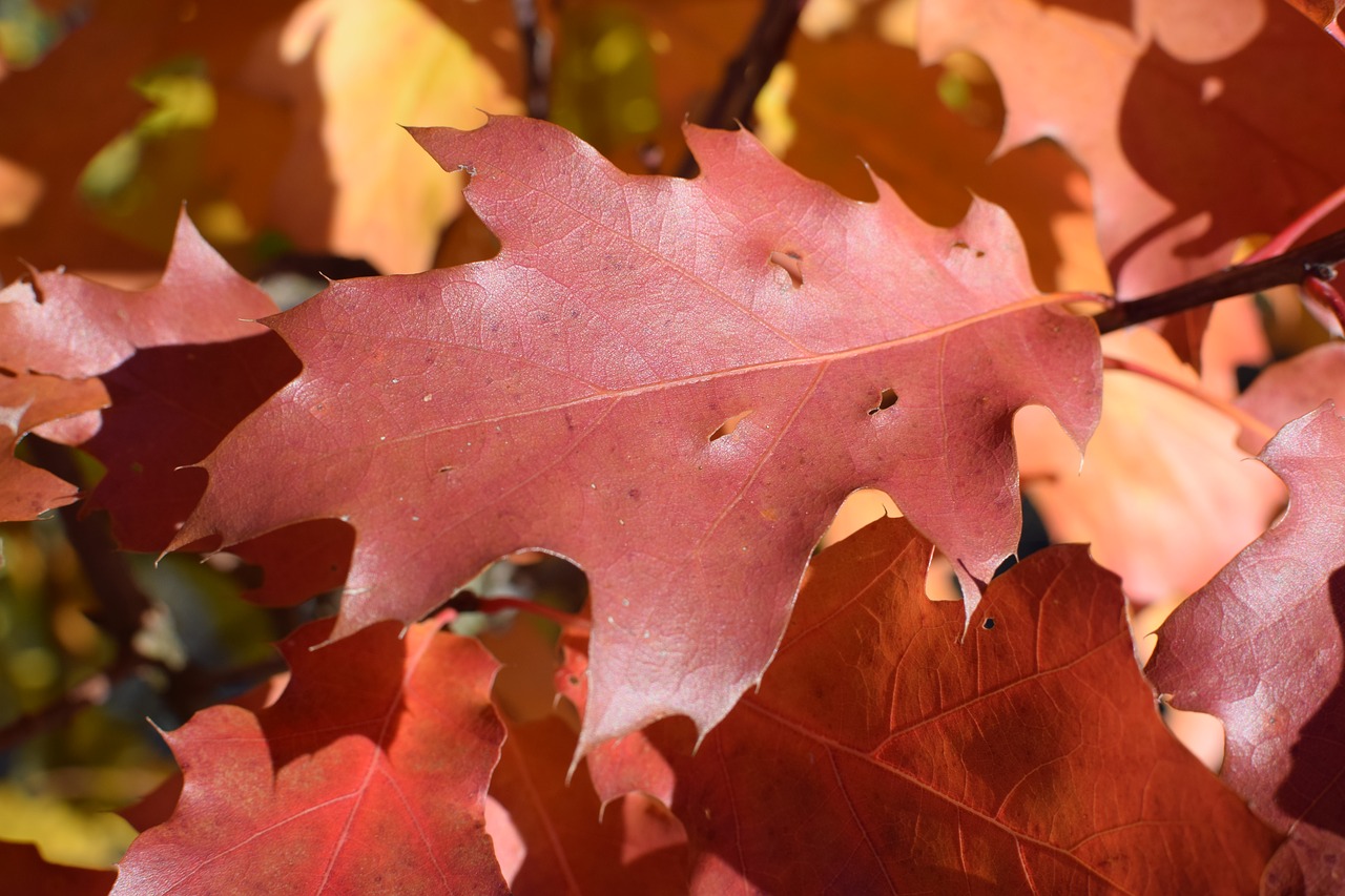 Image - oak autumn red coloring tree