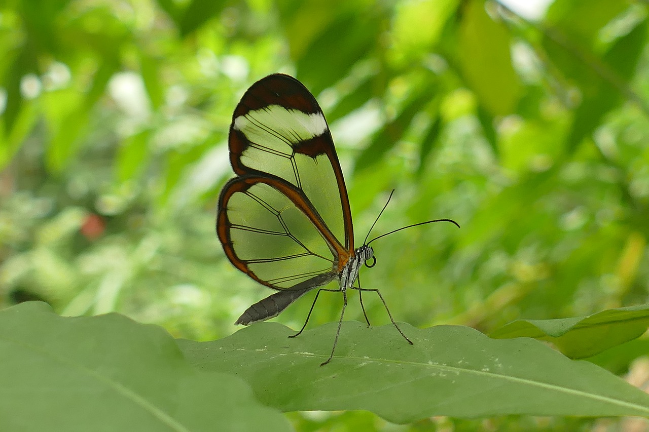 Image - glass wing butterfly insect