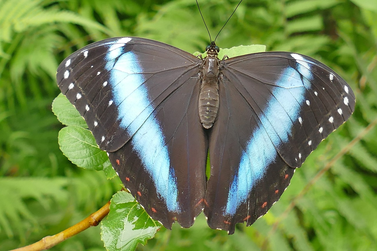 Image - butterfly sky butterfly insect wing