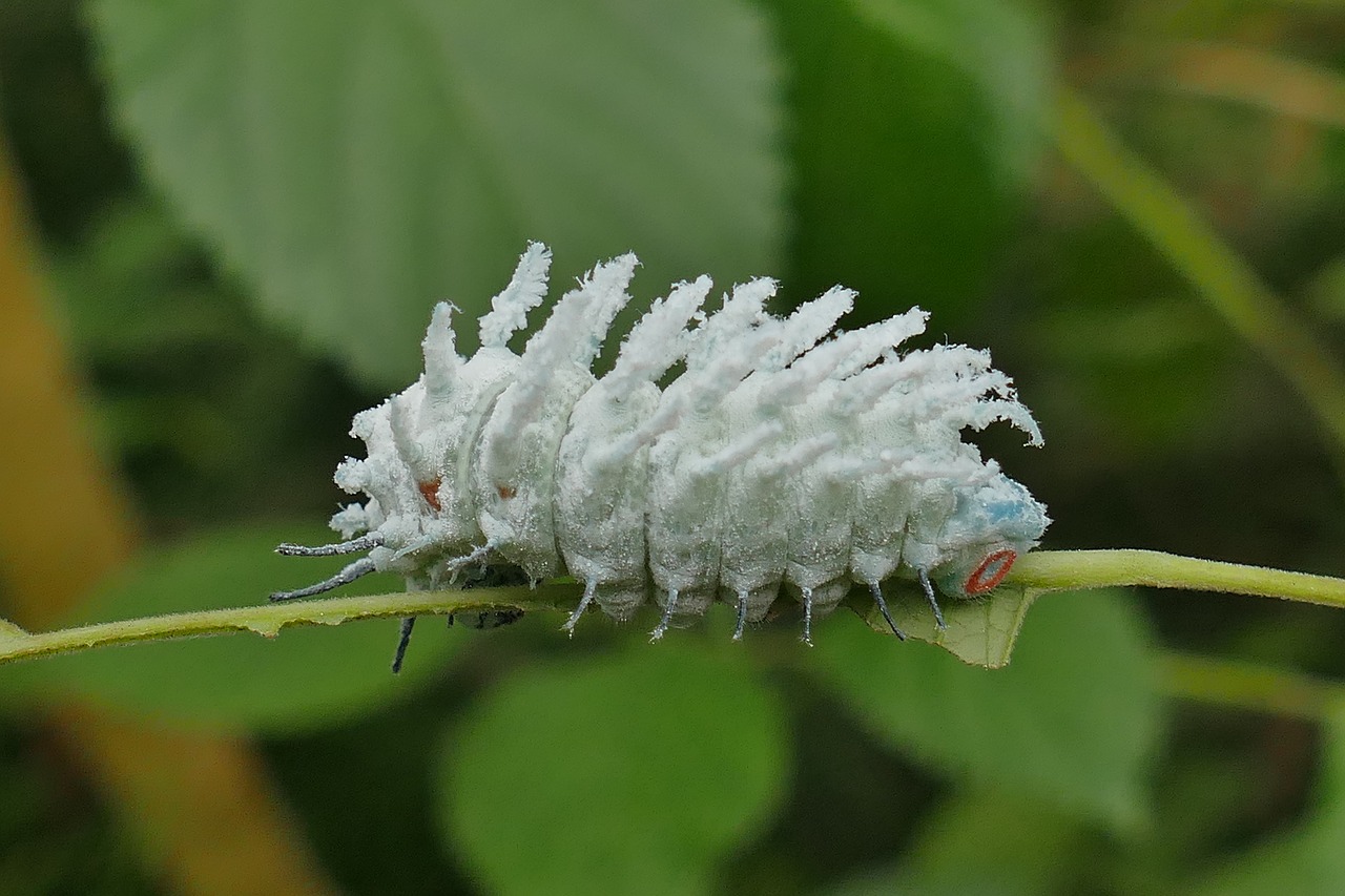 Image - camouflage caterpillar green close