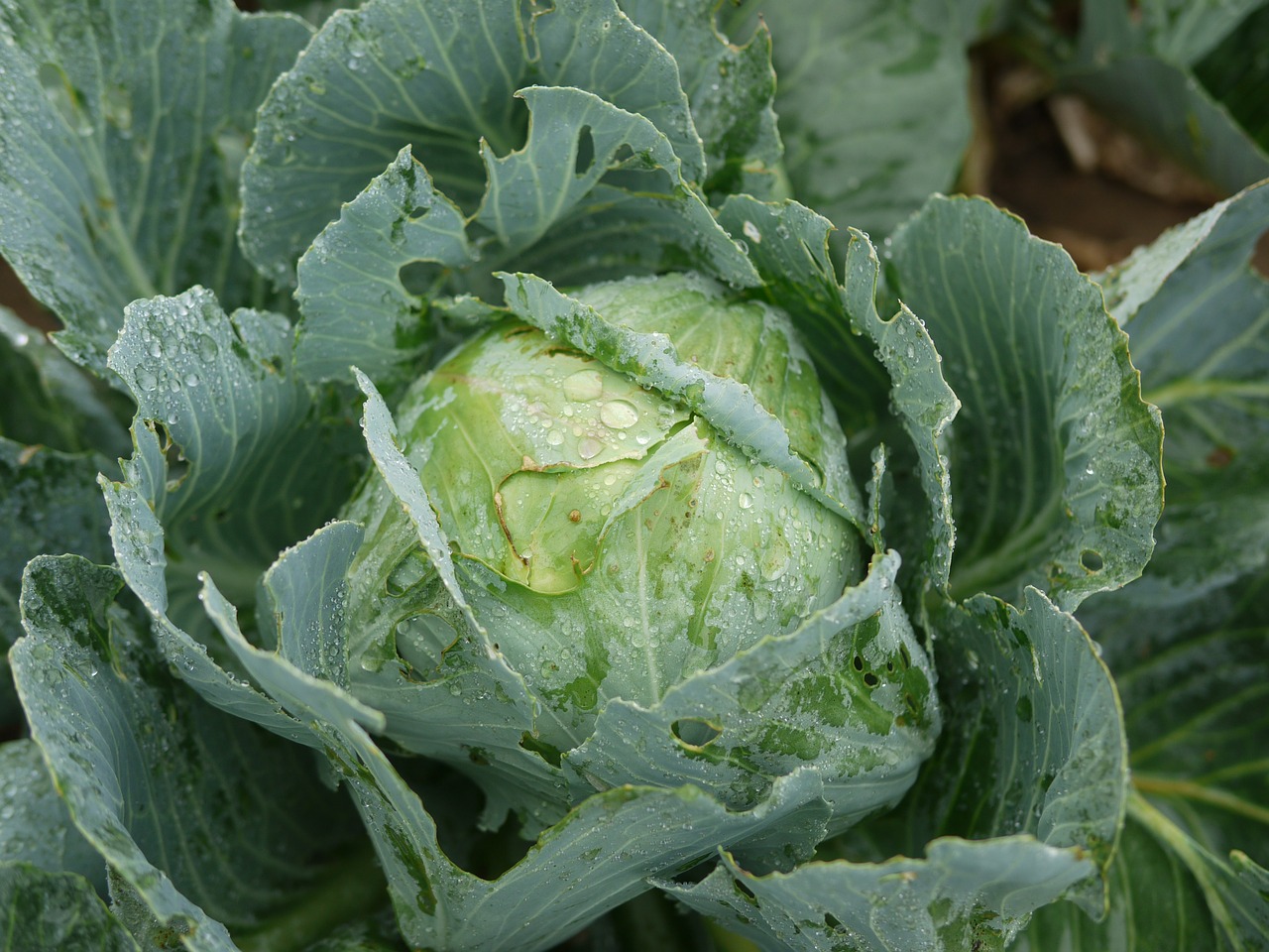 Image - kohl white cabbage frisch field