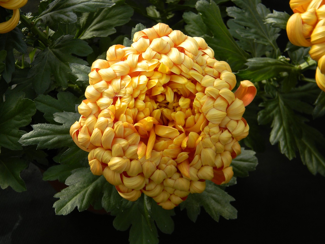 Image - chrysanthemum single bloom flower