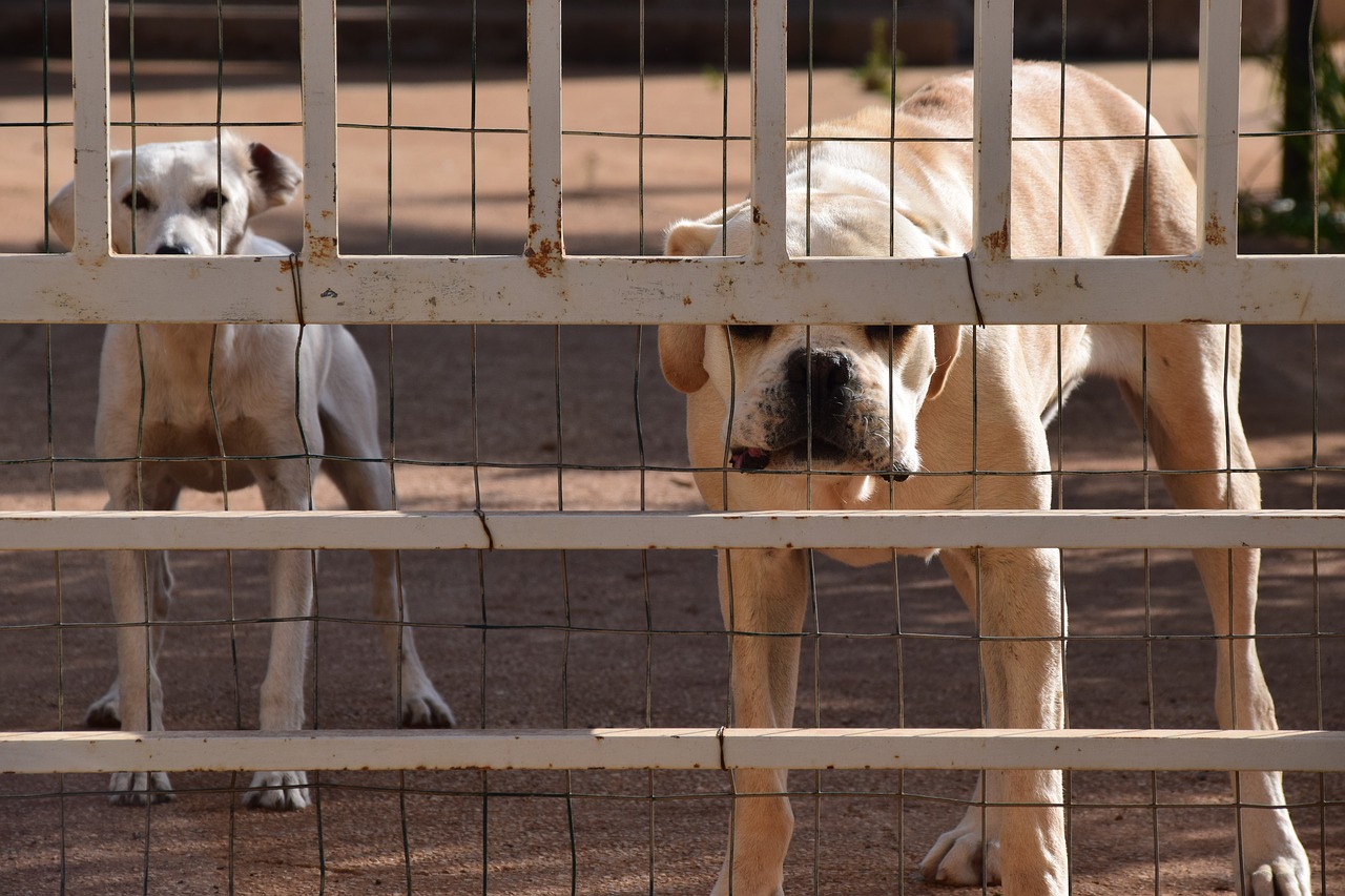 Image - dog guard dog behind barriers