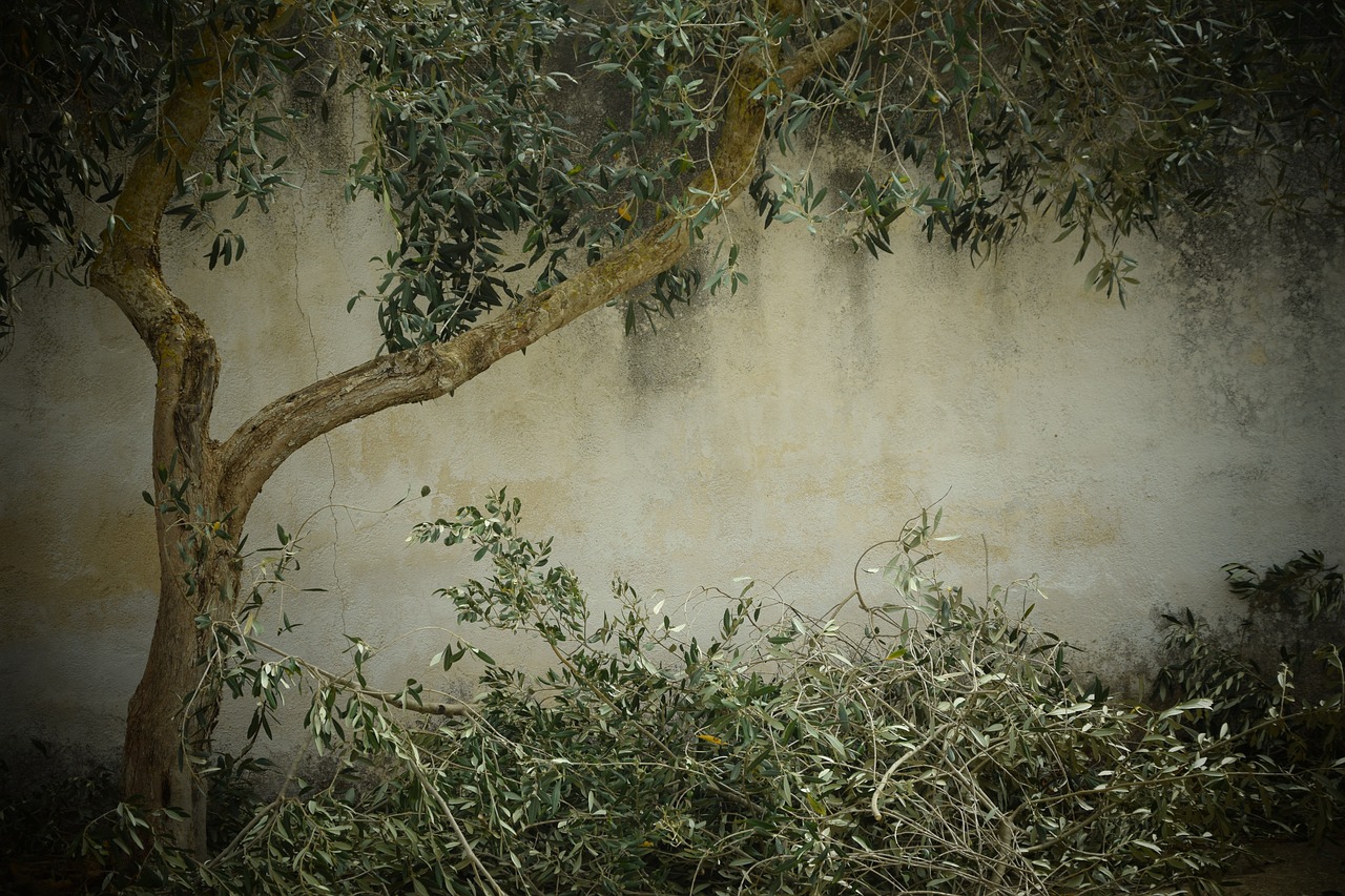 Image - olive tree nostalgia background