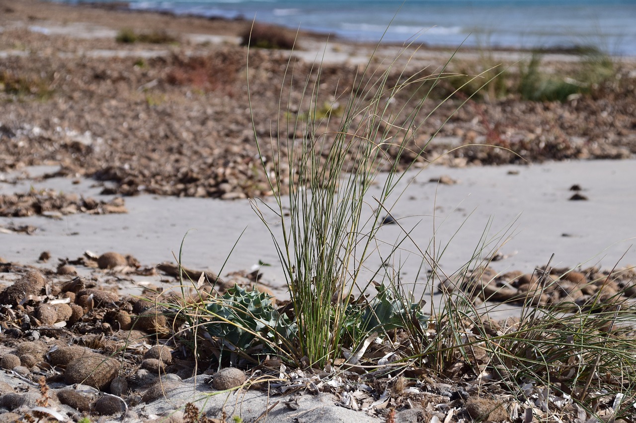 Image - beach coast bank sea sand seaweed