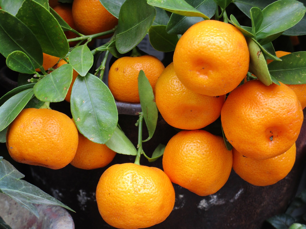 Image - mandarin fruit orange fresh