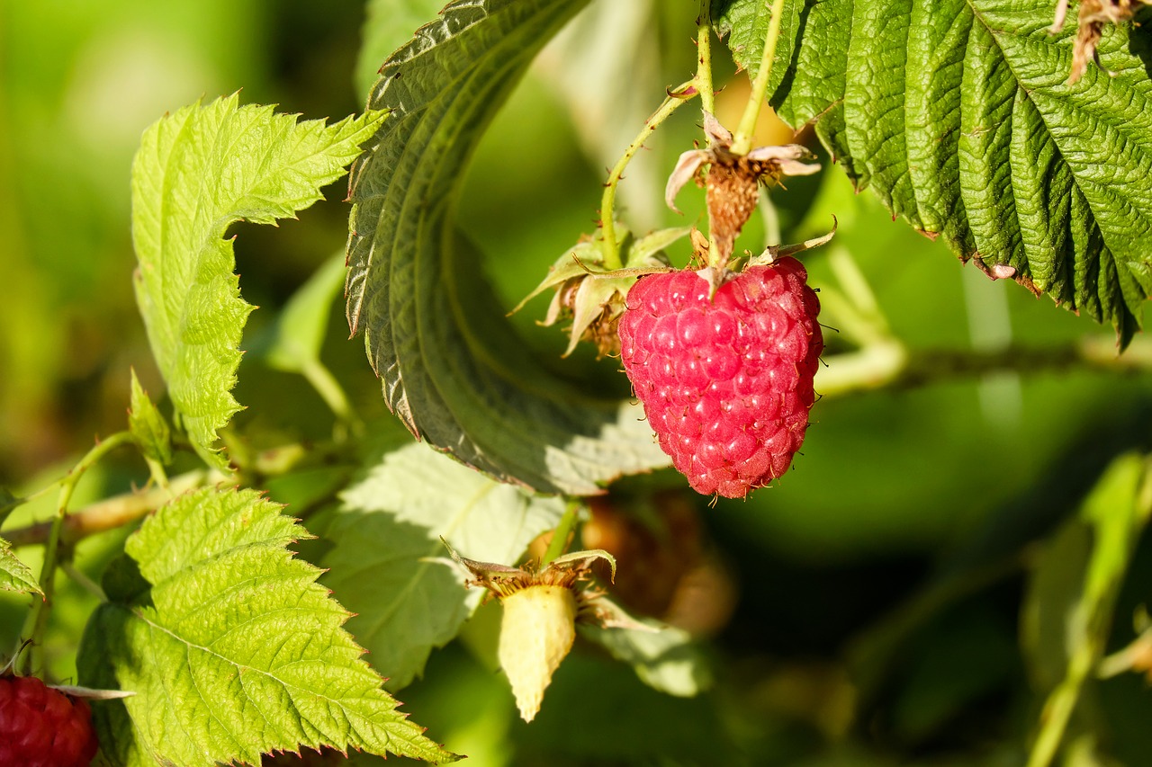 Image - raspberries fruit red sweet frisch