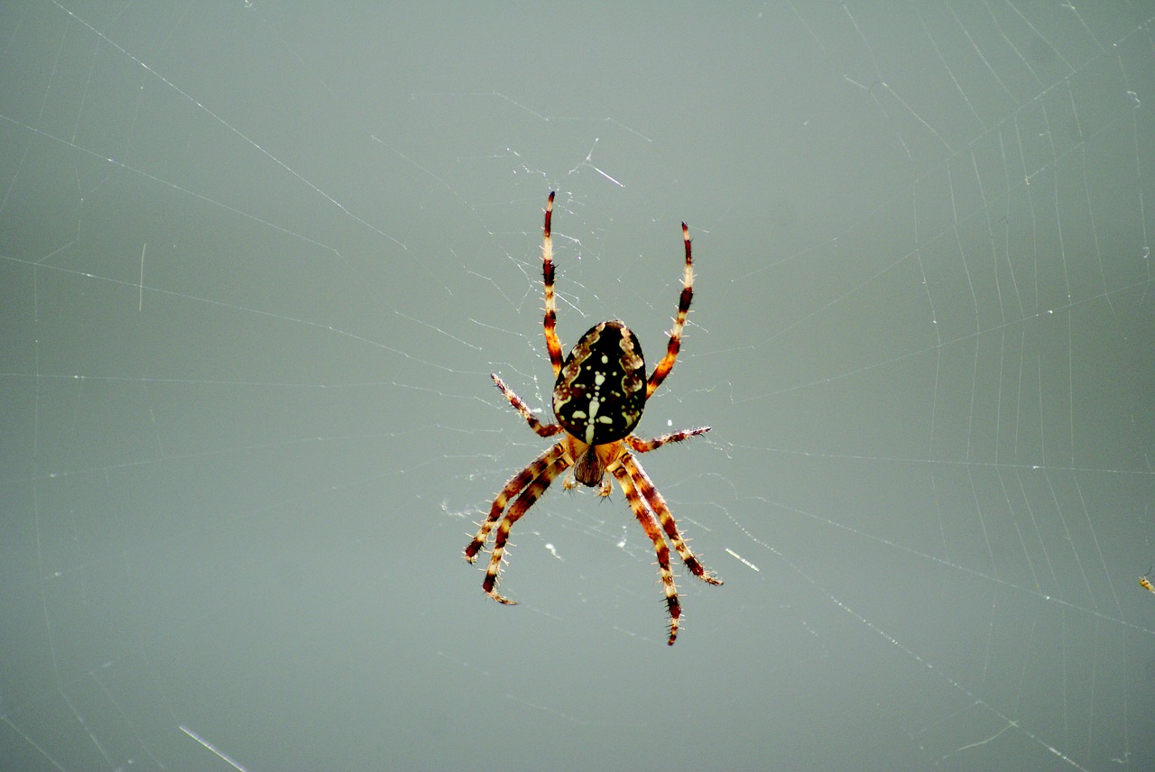 Image - spider cobweb nature insect