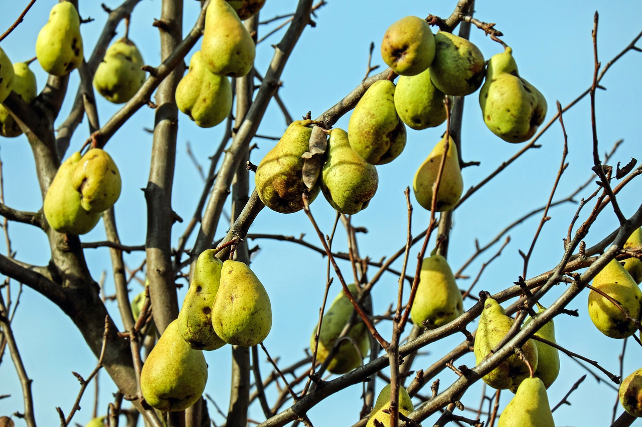 Image - pears fruit fruits ripe vitamins