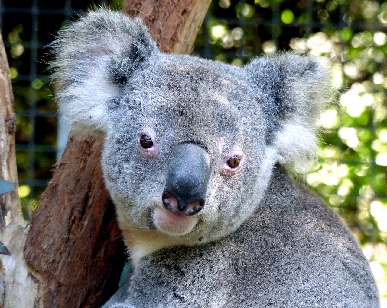 Image - koala bear cute portrait gray