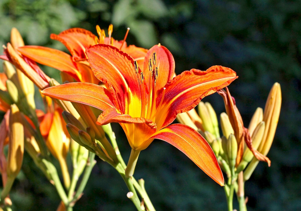 Image - tiger day lilies flowers blooming