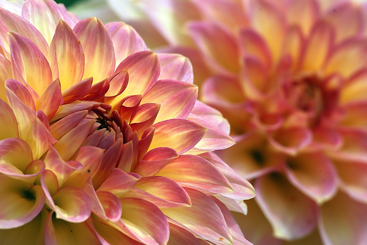 Image - dahlias flowers macro close up