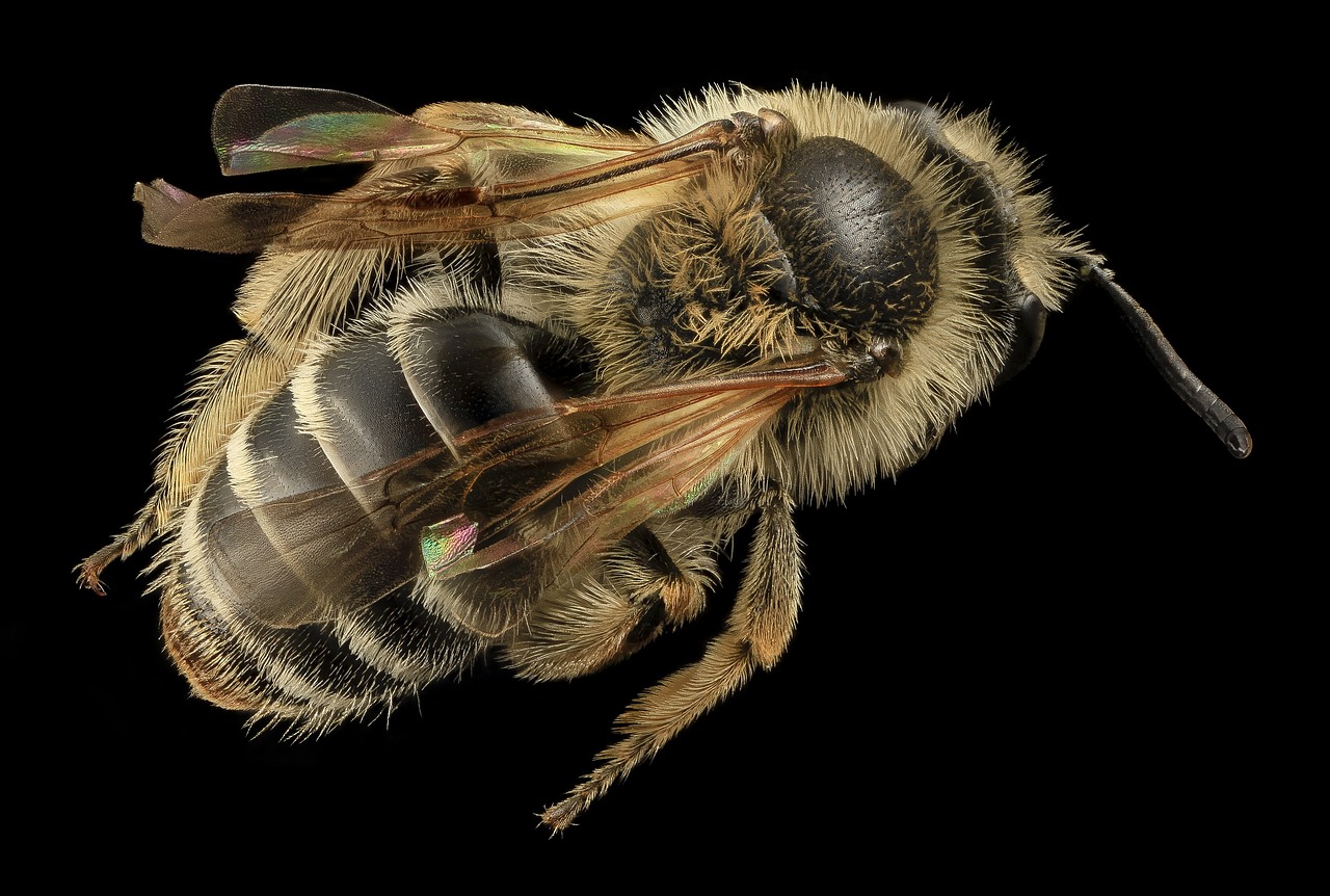 Image - bee insect macro mounted wildlife