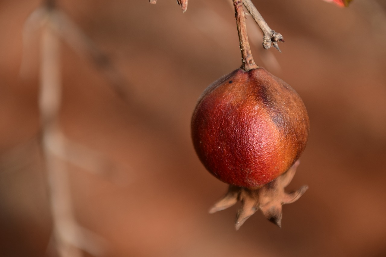 Image - pomegranate small dry old forget