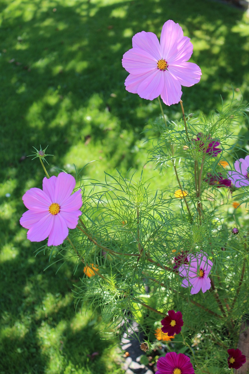 Image - cosmos flowers garden summer bloom