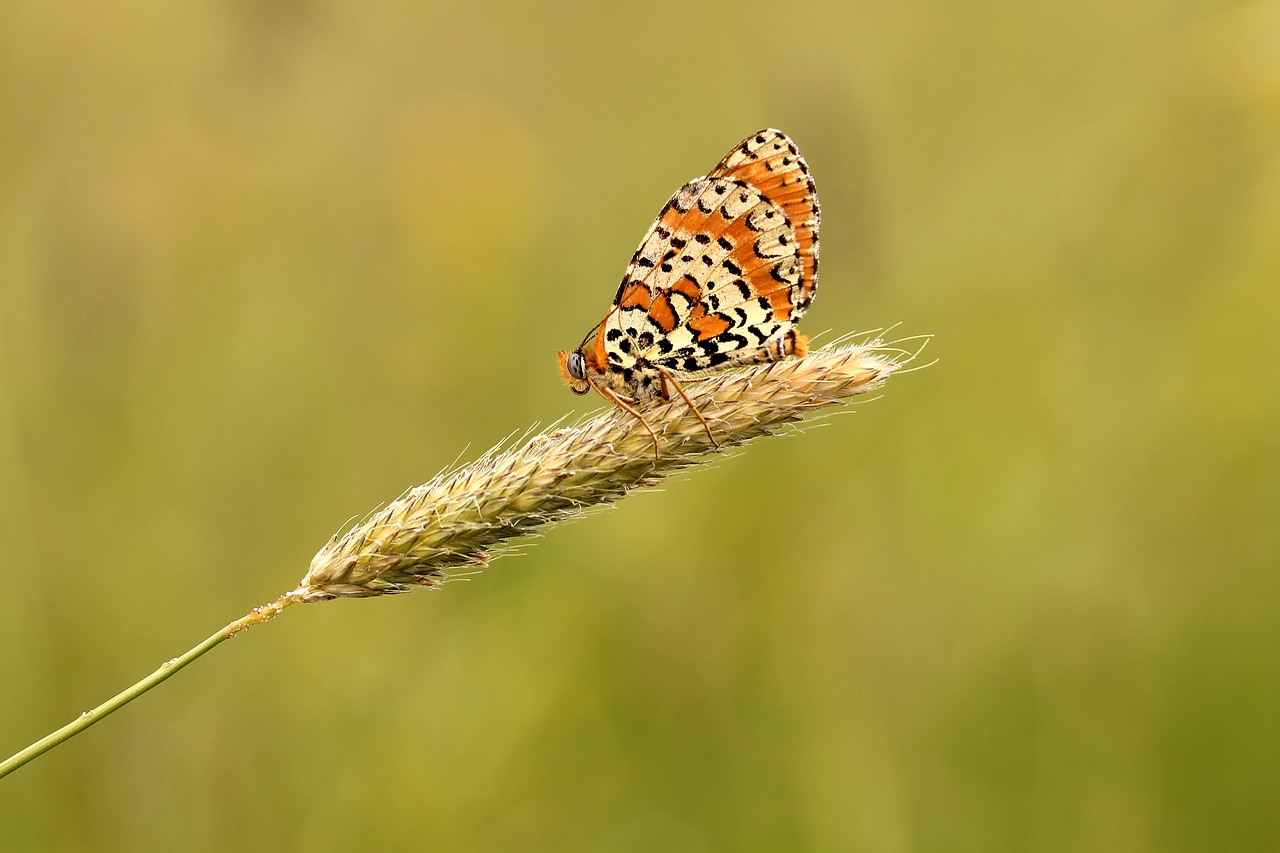 Image - butterfly meadow nature macro