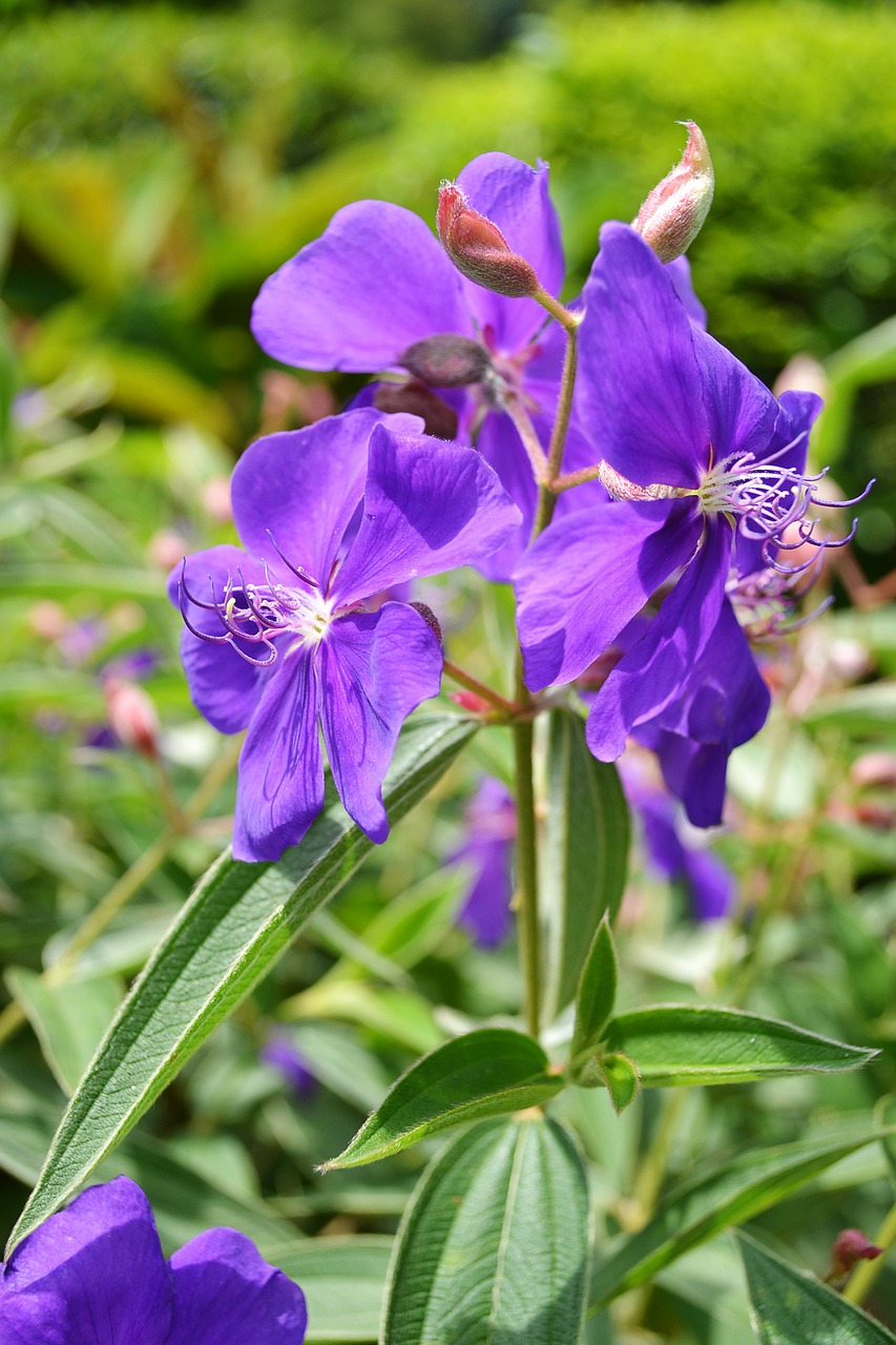 Image - violet flower flowers flower