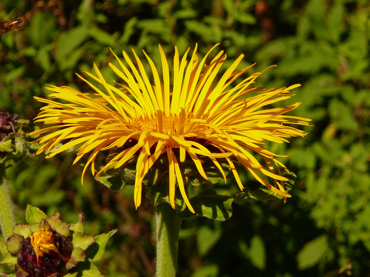 Image - flower cottbus sun flower yellow