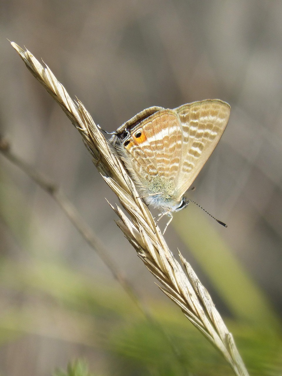 Image - butterfly teenindusega boeticus