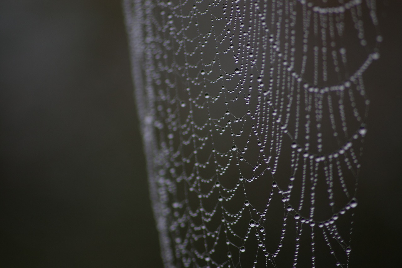 Image - spiderweb dew macro droplets