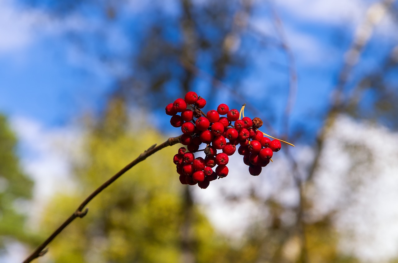 Image - rowan sky plant bright fruit red